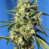 Sweet Amnesia Haze Feminized Esrar Tohumu (Sweet Seeds)
