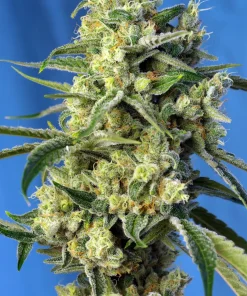Sweet Amnesia Haze Feminized Esrar Tohumu (Sweet Seeds)