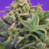 Sweet Cheese Feminized Esrar Tohumu (Sweet Seeds)