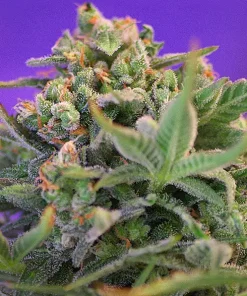 Sweet Cheese Feminized Esrar Tohumu (Sweet Seeds)