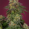 Sweet Cherry Kush Feminized Esrar Tohumu (Sensi Seeds)