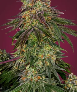 Sweet Cherry Kush Feminized Esrar Tohumu (Sensi Seeds)