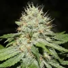 Sweet n Sour Indoor Feminized Esrar Tohumu (Spliff Seeds)