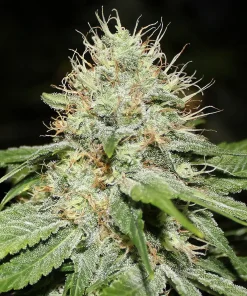 Sweet n Sour Indoor Feminized Esrar Tohumu (Spliff Seeds)