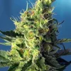 Sweet Pure CBD Feminized Esrar Tohumu (Sweet Seeds)
