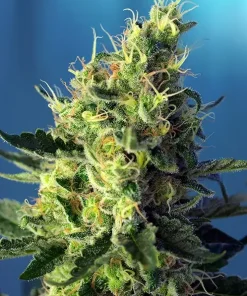 Sweet Pure CBD Feminized Esrar Tohumu (Sweet Seeds)