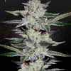 Sweet Valley Kush Feminized Esrar Tohumu (Green House Seed Co.)