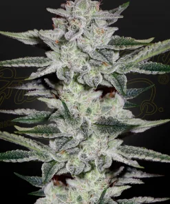 Sweet Valley Kush Feminized Esrar Tohumu (Green House Seed Co.)