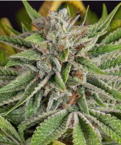 Sweet Valley Kush Feminized Esrar Tohumu (Green House Seed Co.)