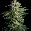 Swiss Dream CBD Auto Fem Esrar Tohumu (Kannabia Seed Company)
