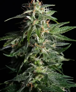 Swiss Dream CBD Auto Fem Esrar Tohumu (Kannabia Seed Company)
