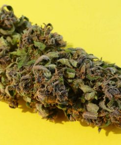 Swiss Dream CBD Auto Fem Esrar Tohumu (Kannabia Seed Company)