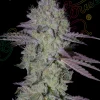 Tarte Tatin Feminized Esrar Tohumu (Green House Seed Co.)
