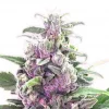 THC Bomb Feminized Esrar Tohumu (Bomb Seeds)