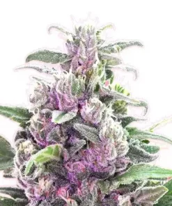 THC Bomb Feminized Esrar Tohumu (Bomb Seeds)