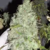 The Incredible Bulk Feminized Esrar Tohumu (Dr. Krippling)