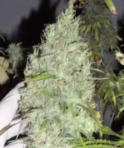 The Incredible Bulk Feminized Esrar Tohumu (Dr. Krippling)