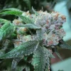 The OG #18 Feminized Esrar Tohumu (Reserva Privada)