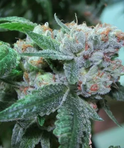 The OG #18 Feminized Esrar Tohumu (Reserva Privada)