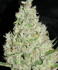 The Ultimate Feminized Esrar Tohumu (Dutch Passion)