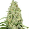 Think Fast Feminized Esrar Tohumu (Dutch Passion)