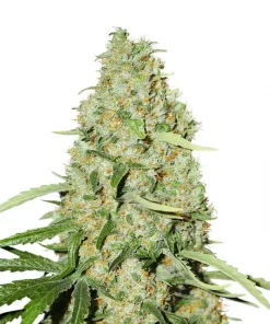 Think Fast Feminized Esrar Tohumu (Dutch Passion)