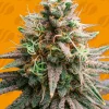 Tiramisu Feminized Esrar Tohumu (Original Sensible Seeds)