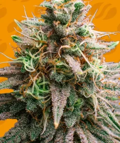 Tiramisu Feminized Esrar Tohumu (Original Sensible Seeds)