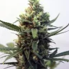 Toxic Feminized Esrar Tohumu (Ripper Seeds)