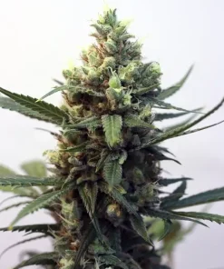Toxic Feminized Esrar Tohumu (Ripper Seeds)
