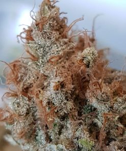 Toxic Feminized Esrar Tohumu (Ripper Seeds)