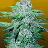 Train Wreck Auto Fem Esrar Tohumu (Crop King Seeds)
