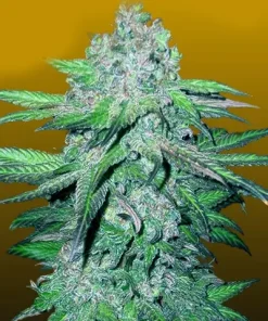 Train Wreck Auto Fem Esrar Tohumu (Crop King Seeds)