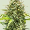 Triple G Auto Fem Esrar Tohumu (Royal Queen Seeds)