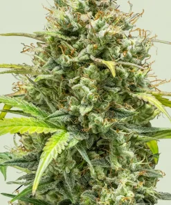 Triple G Auto Fem Esrar Tohumu (Royal Queen Seeds)