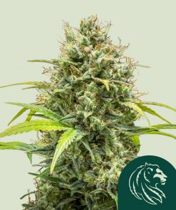 Triple G Auto Fem Esrar Tohumu (Royal Queen Seeds)