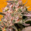 Trop Cherry Feminized Esrar Tohumu (Original Sensible Seeds)
