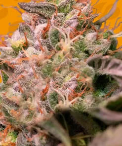 Trop Cherry Feminized Esrar Tohumu (Original Sensible Seeds)