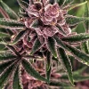 Tropical Fuel Feminized Esrar Tohumu (Exotic Seed)