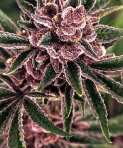 Tropical Fuel Feminized Esrar Tohumu (Exotic Seed)