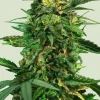 Tropical Mirage Feminized Esrar Tohumu (Royal Queen Seeds)