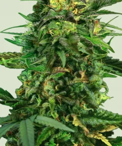 Tropical Mirage Feminized Esrar Tohumu (Royal Queen Seeds)