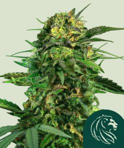 Tropical Mirage Feminized Esrar Tohumu (Royal Queen Seeds)