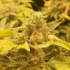 Tropical Punch Feminized Esrar Tohumu (G13 Labs)