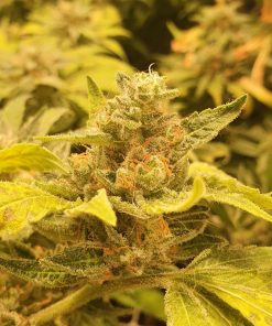 Tropical Punch Feminized Esrar Tohumu (G13 Labs)
