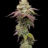 Tropical Zmoothie Feminized Esrar Tohumu (Seedstockers)