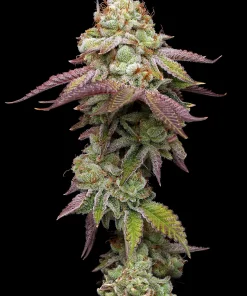 Tropical Zmoothie Feminized Esrar Tohumu (Seedstockers)