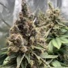 Vanilla Frosting Feminized Esrar Tohumu (Anesia Seeds)