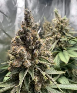 Vanilla Frosting Feminized Esrar Tohumu (Anesia Seeds)