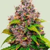 Watermelon Feminized Esrar Tohumu (Royal Queen Seeds)